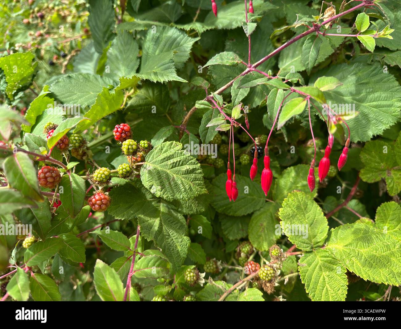 Fuchsia Hardy poussant à côté et entrelacé avec des mûres sauvages, sur la côte de l'Oregon. Banque D'Images