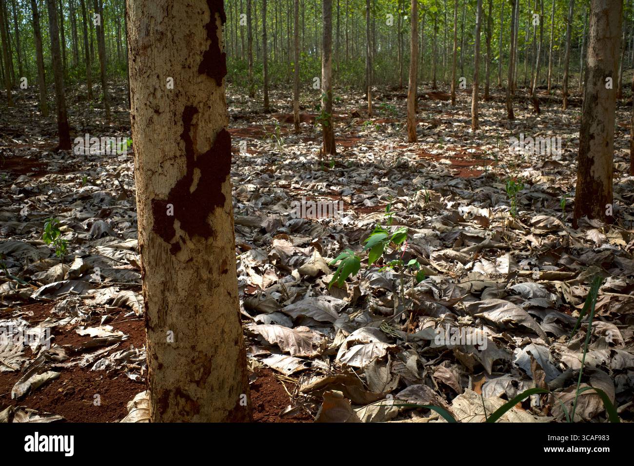 La texture de fond de l'écorce de teck (Tectona grandis) contient des maisons de termites. Banque D'Images