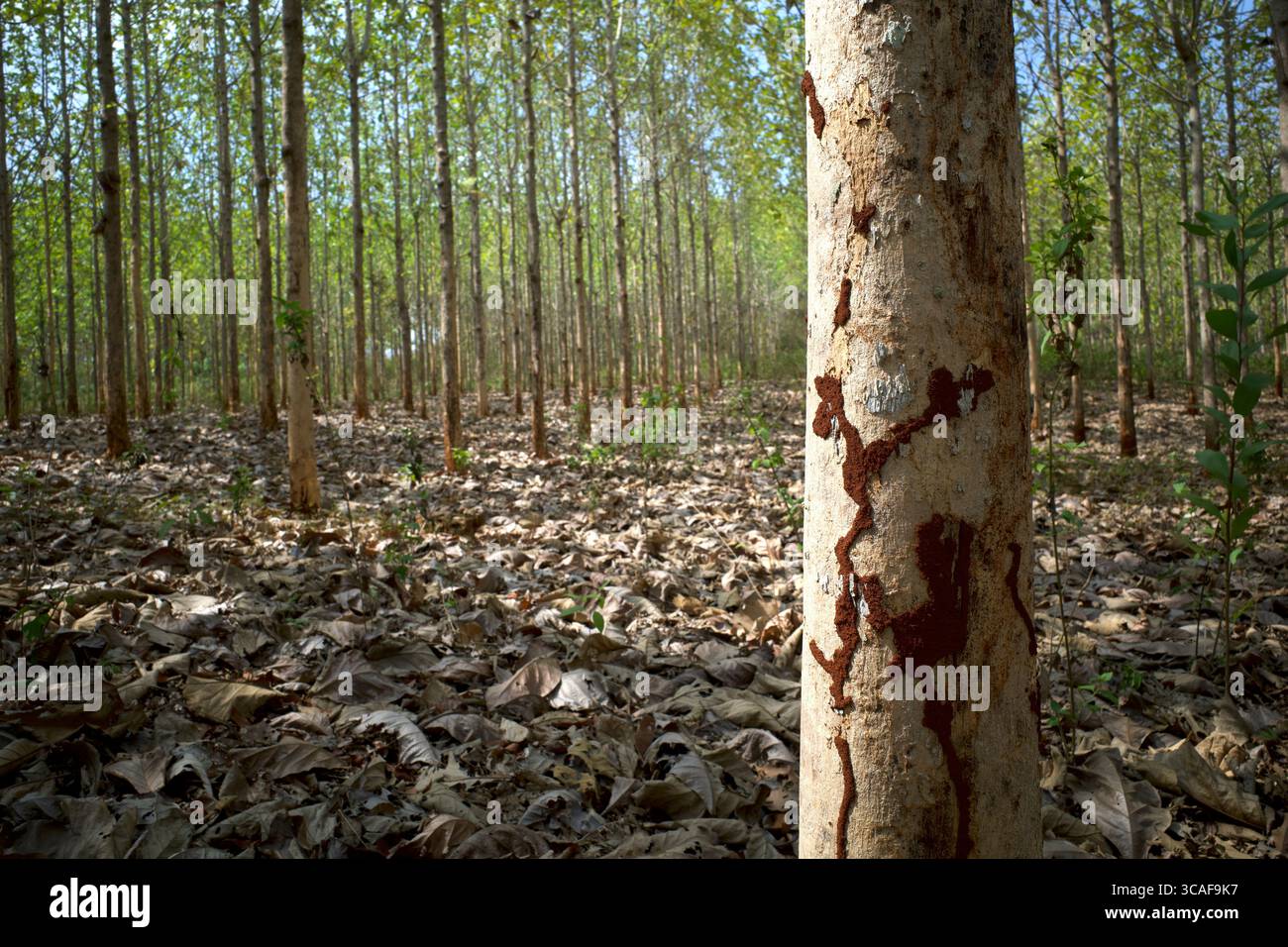 La texture de fond de l'écorce de teck (Tectona grandis) contient des maisons de termites. Banque D'Images