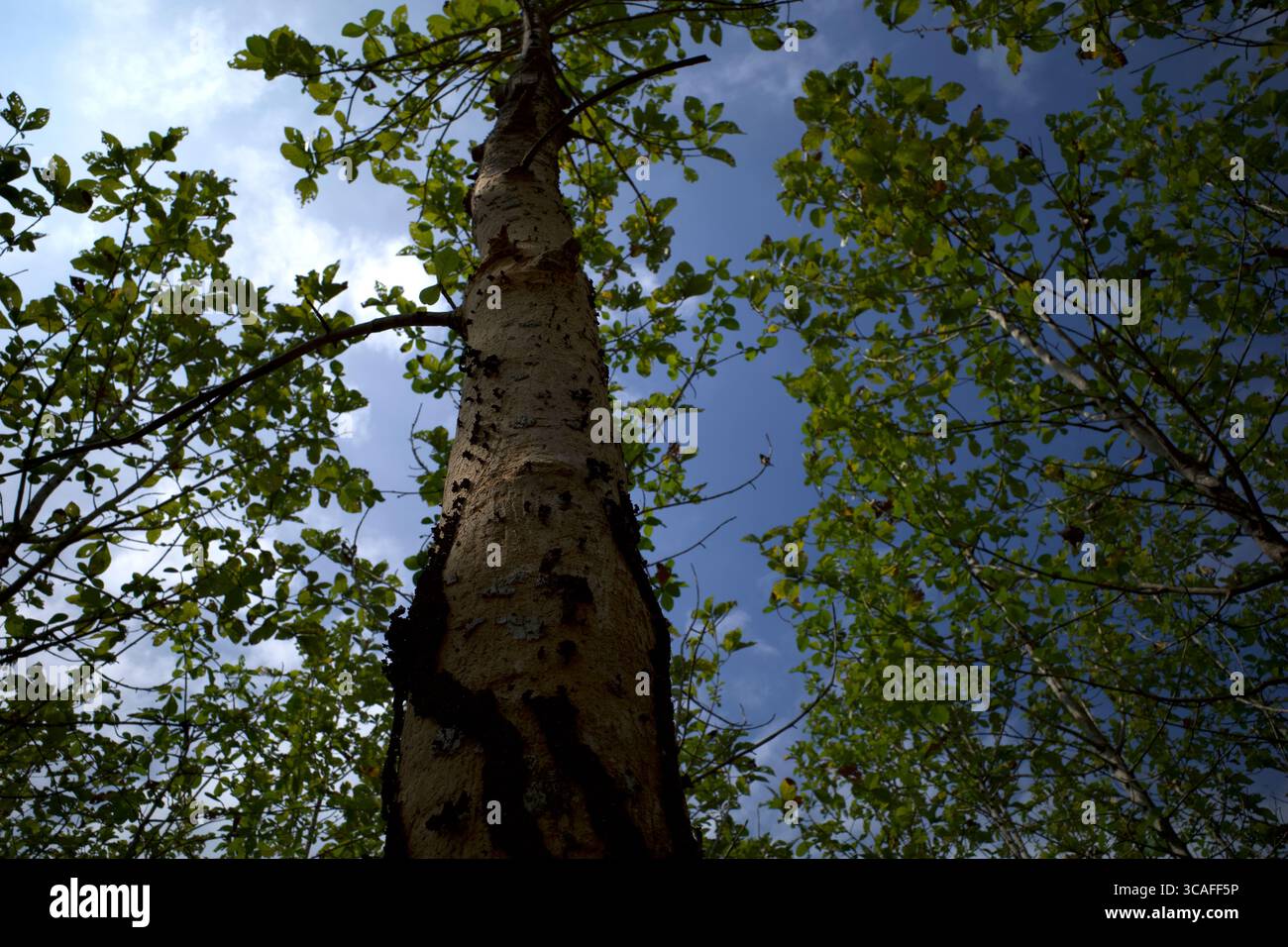 La texture de fond de l'écorce de teck (Tectona grandis) contient des maisons de termites. Banque D'Images