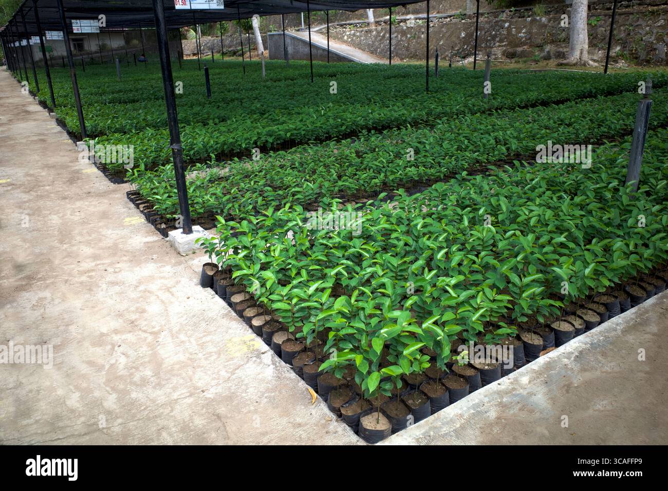 Semis de Soursop (Annona muricata l), également appelés graviola, dans la pépinière, une plante qui peut être utilisée comme substitut aux médicaments anticancéreux. Banque D'Images