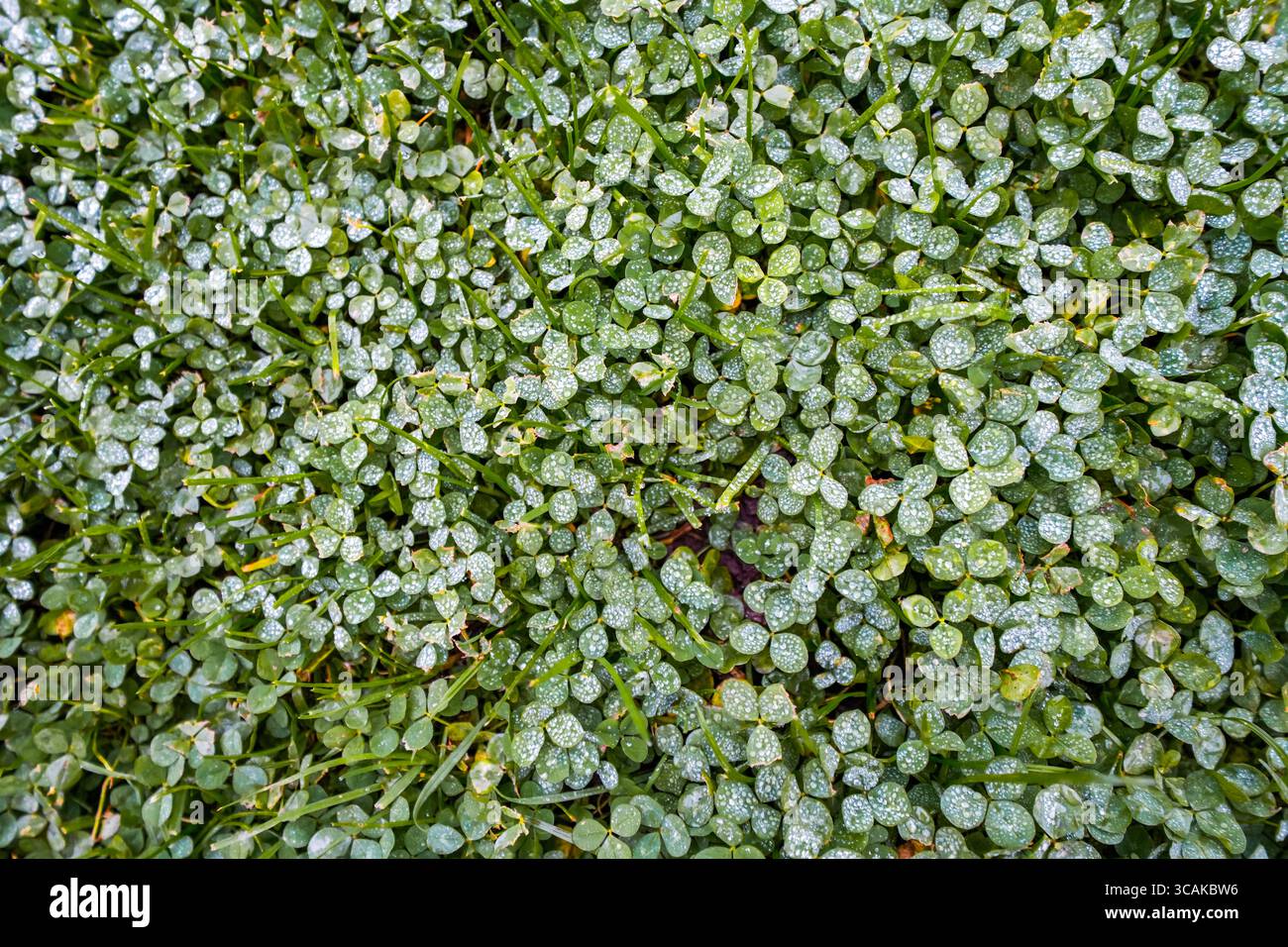 Gros plan d'une prairie avec du trèfle vert. Banque D'Images