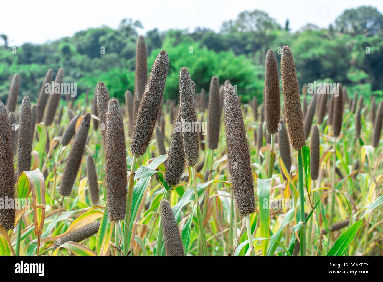 Millet perlé (Pennisetum glaucum) ou plante verte Bajra dans une ferme Banque D'Images