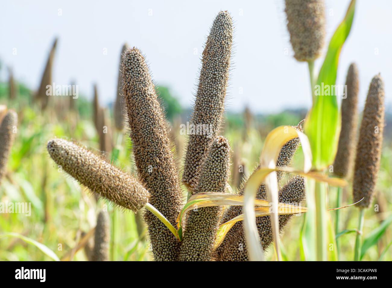 Millet perlé (Pennisetum glaucum) ou plante verte Bajra dans une ferme Banque D'Images