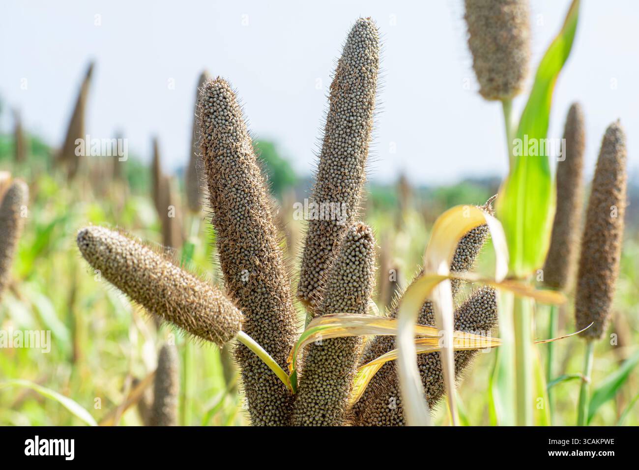 Millet perlé (Pennisetum glaucum) ou plante verte Bajra dans une ferme Banque D'Images