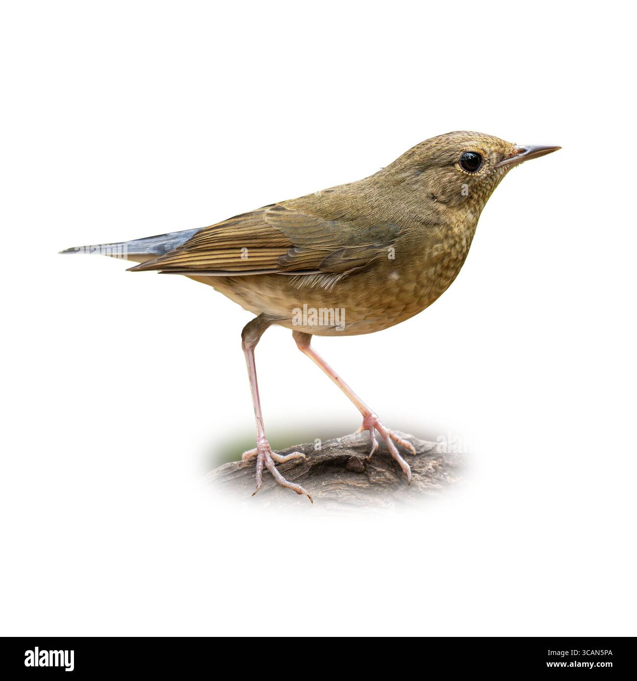 Un jeune mâle Sibérien Blue Robin dans son plumage juvénile se dresse sur un sol forestier. Ses tons bruns chauds et ses taches subtiles sont clairement capturés Banque D'Images