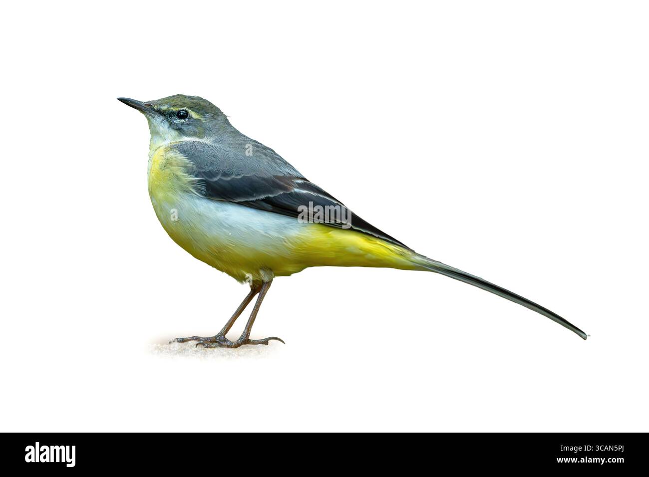 Une belle vue latérale de Wagtail gris debout sur un fond blanc propre. Son ventre jaune et ses longues plumes de queue sont capturés dans les détails vifs pour natu Banque D'Images