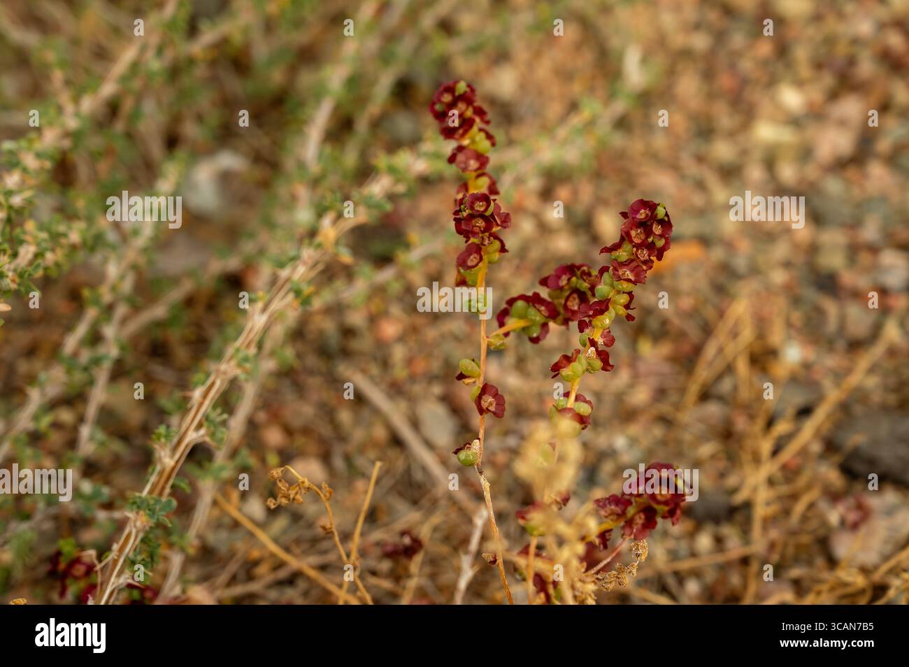 Rumex acetosella, communément connu sous le nom d'oseille rouge, d'oseille de mouton, d'oseille de champ Banque D'Images
