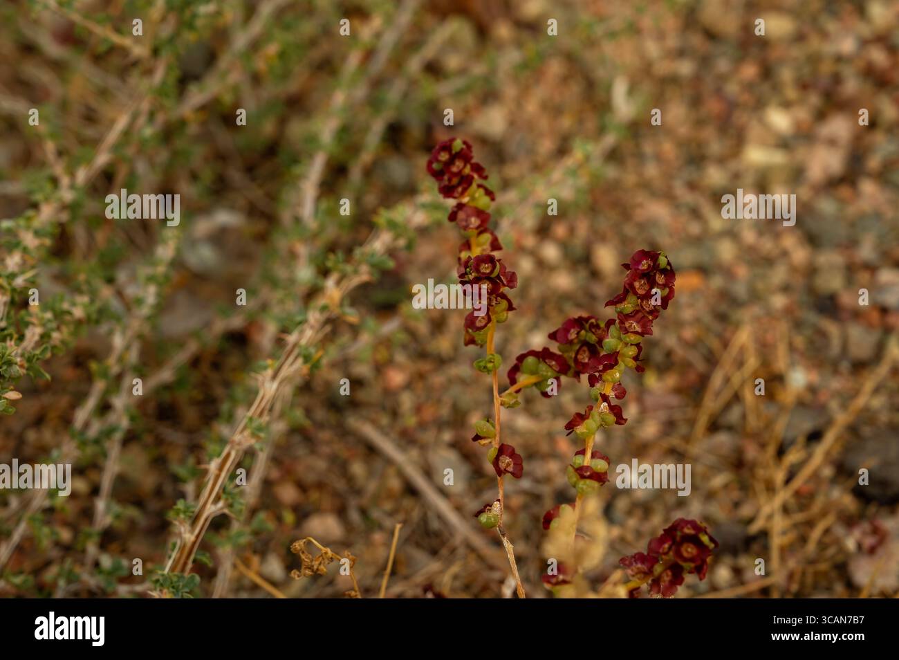 Rumex acetosella, communément connu sous le nom d'oseille rouge, d'oseille de mouton, d'oseille de champ Banque D'Images
