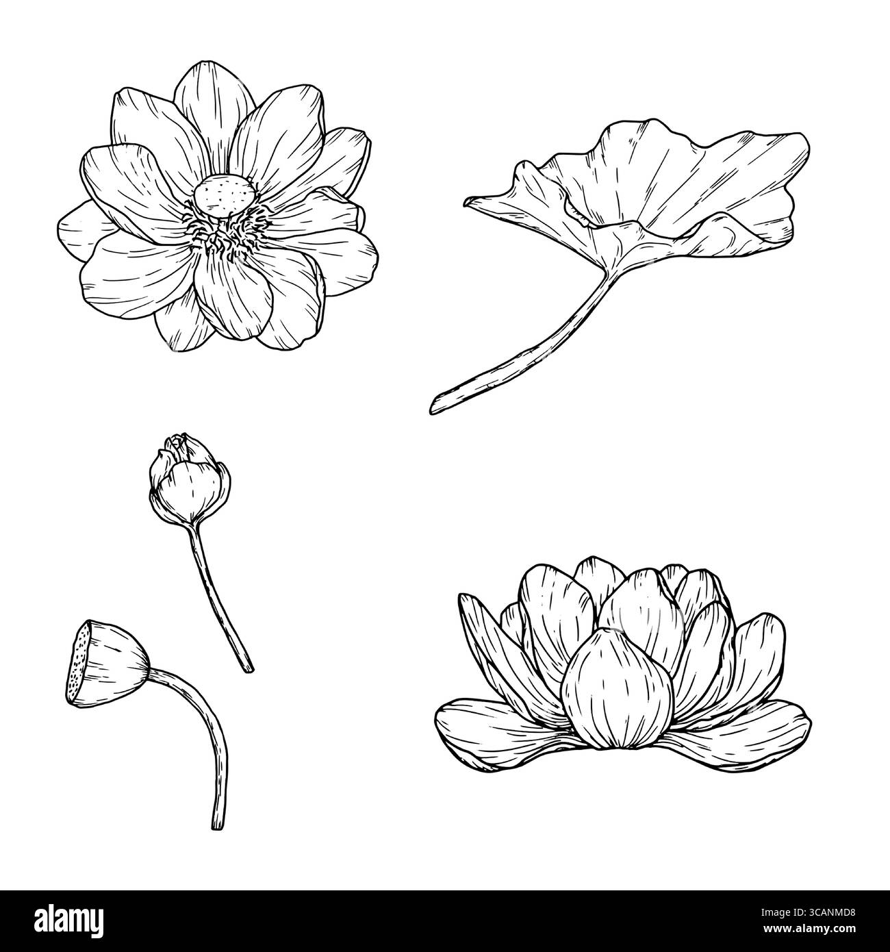 Une fleur de lotus et des bourgeons de raisins secs, un ensemble de silhouettes florales, un croquis noir et blanc. Nénuphars et feuilles, isolés sur fond blanc. Pour Illustration de Vecteur