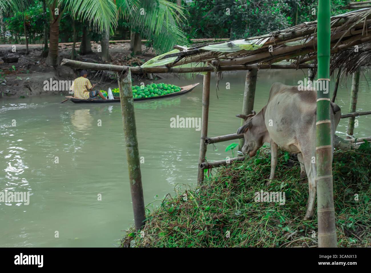 Barishal, Bangladesh - 09 août 2018 : vue sur une scène fluviale tranquille où un bateau solitaire chargé de pastèques vertes vives glisse devant une vache debout sous un abri rustique. Banque D'Images