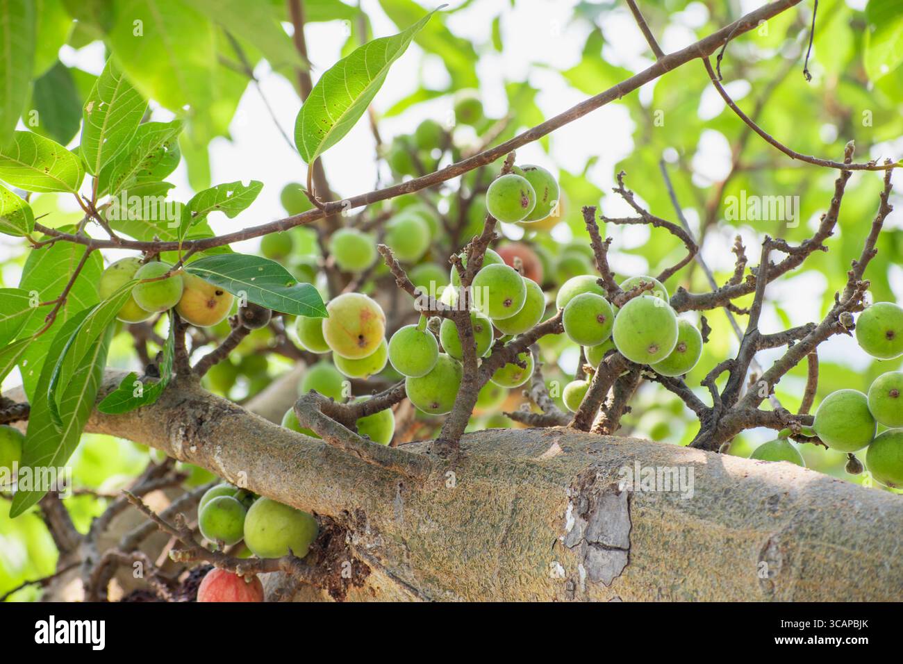 ficus racemosa, fruit ficus. grappe de figues Banque D'Images