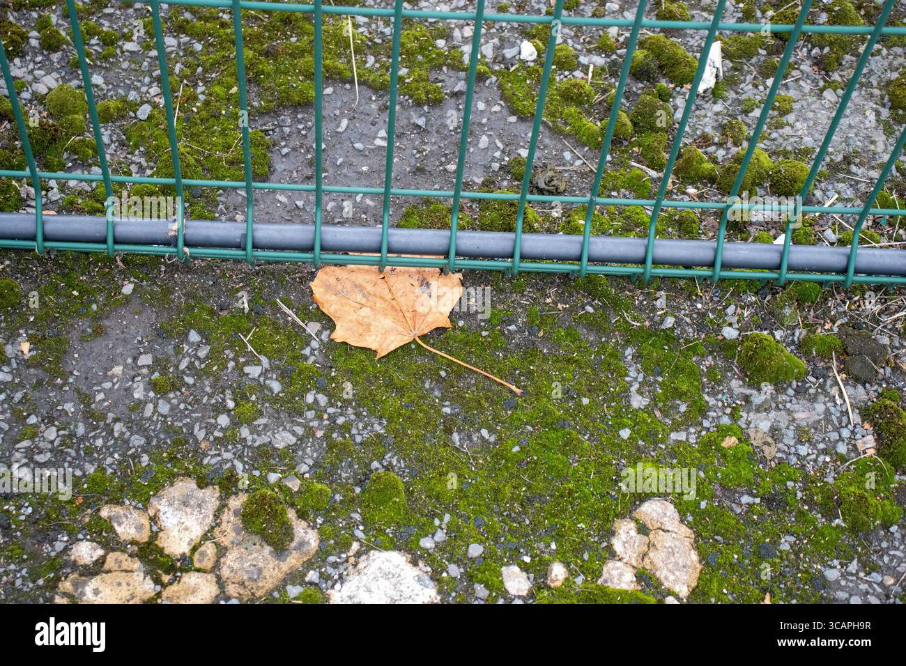 détail du bas d'une clôture de sécurité verte avec de la mousse et une feuille morte Banque D'Images