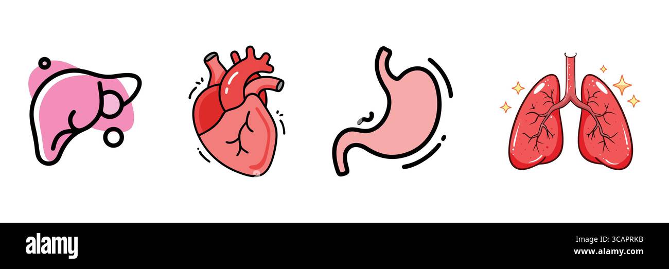 Illustrations de dessins animés d'organes humains : foie, cœur, estomac et poumons Illustration de Vecteur