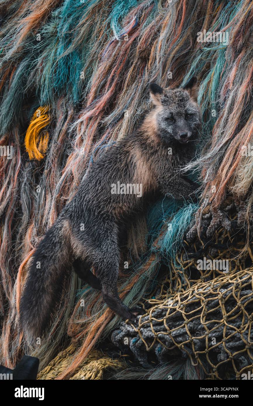 Vue d'un renard foncé avec une queue touffue au milieu d'un enchevêtrement vibrant de filets de pêche altérés, créant un contraste saisissant entre nature sauvage et industrie humaine Banque D'Images