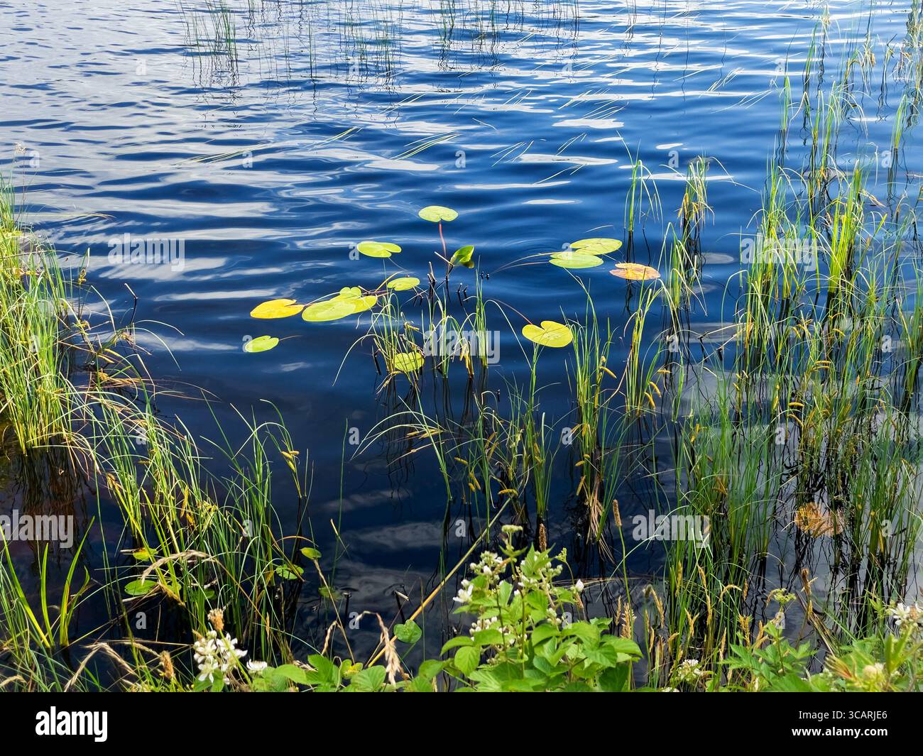 Nénuphars verts avec feuilles ovales flottantes en été Banque D'Images