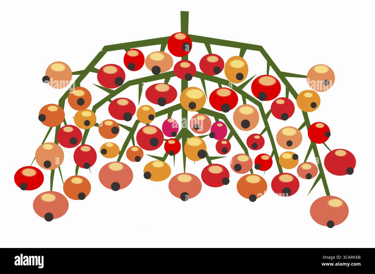 Bouquet de fruits rouges mûrs de mountain ash illustration Banque D'Images