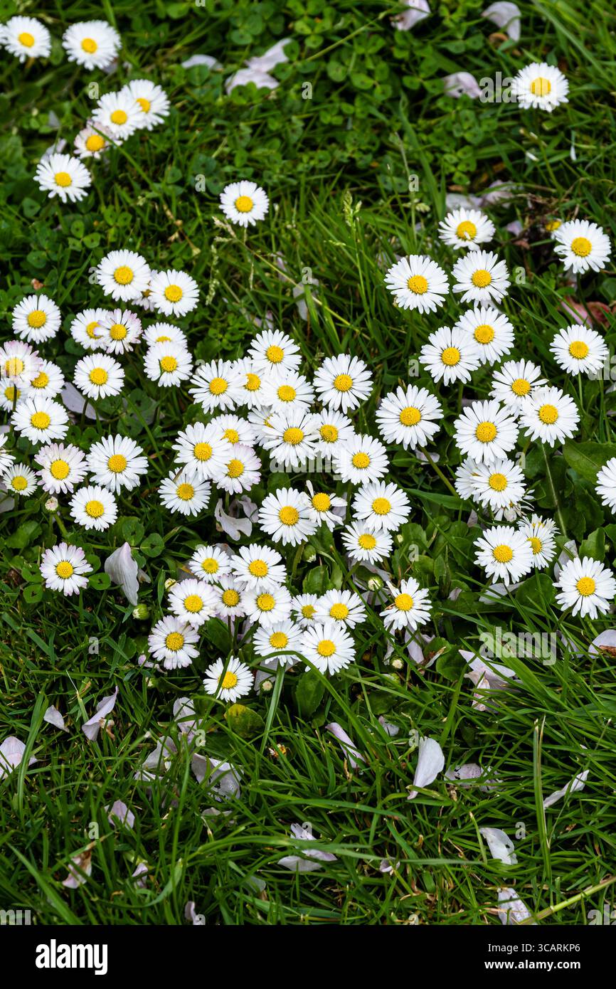Bellis perennis. The Common Daisy Lawn Daisy ; Daisy anglais grandissant au Royaume-Uni en Europe. Banque D'Images