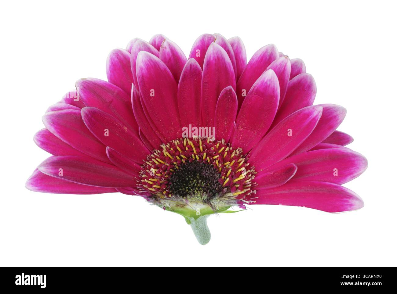 Coupe intérieure de la tête de Pâques de printemps d'une fleur de gerbera rouge. À l'intérieur d'un concept d'usine réelle. Isolé sur blanc studio macro Banque D'Images Coupe intérieure de la tête de Pâques de printemps d'une fleur de gerbera rouge. À l'intérieur d'un concept d'usine réelle. Isolé sur blanc studio macro Banque D'Images