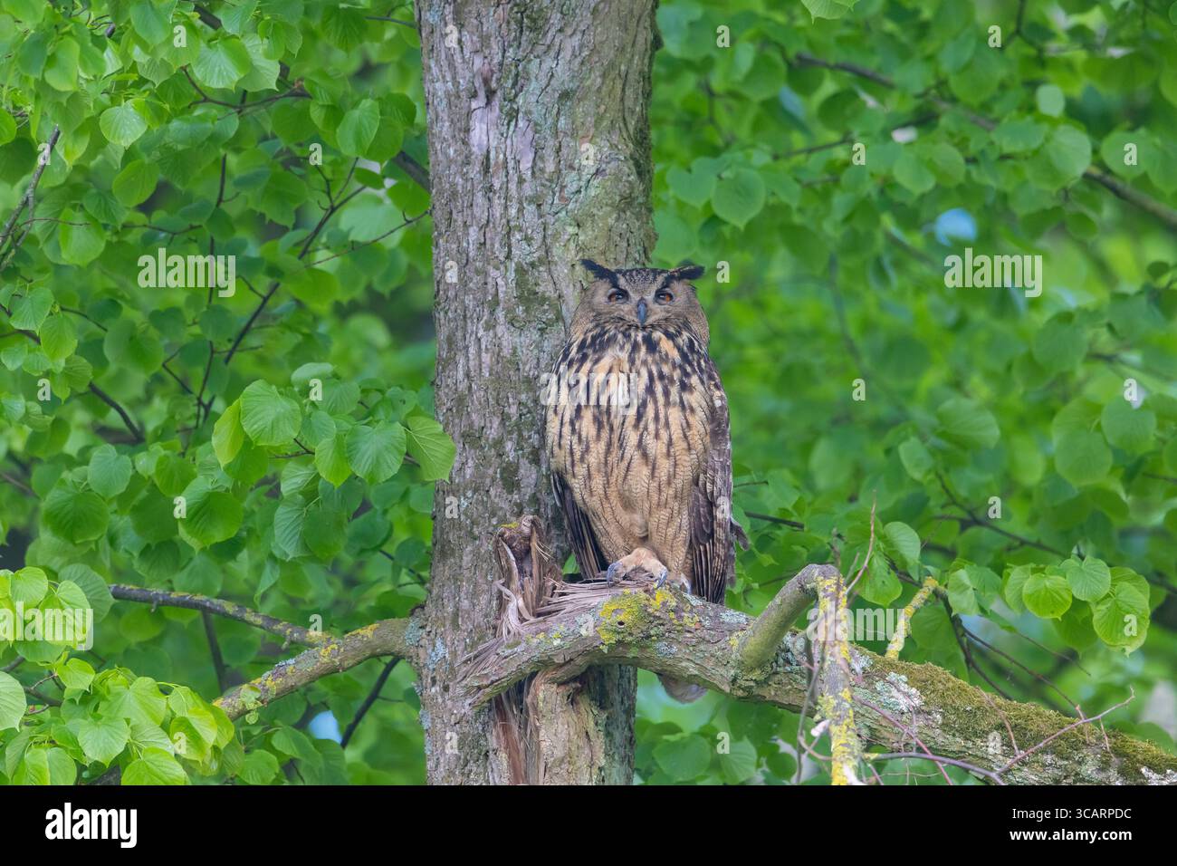 Hibou aigle européen, Bubo bubo, adulte assis sur une branche, Schleswig-Holstein, Allemagne Banque D'Images