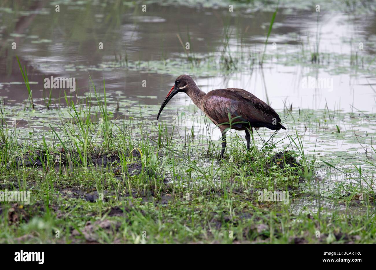 Hadada ibis recherche dans le delta de l'Okavango Banque D'Images
