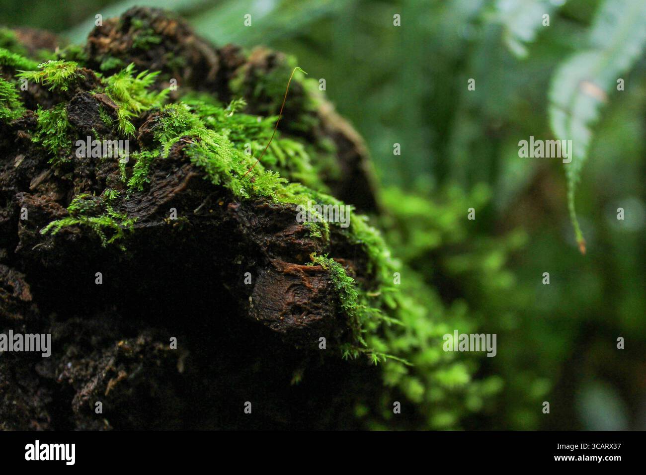 Gros plan de la mousse verte sur l'écorce d'arbre dans la forêt tropicale Banque D'Images