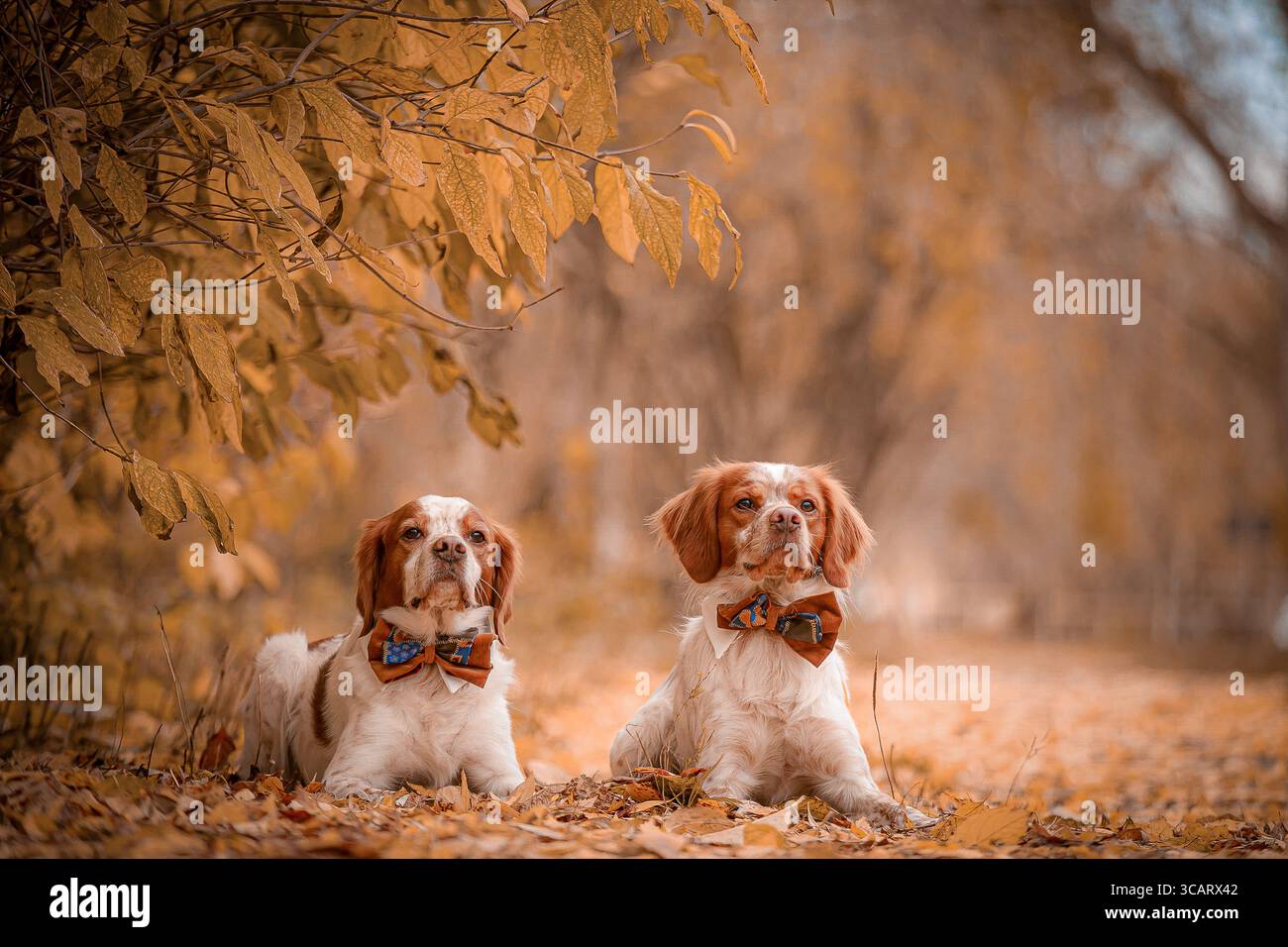 Deux épagneuls de Bretagne couchés sur des feuilles mortes pendant l'automne dans le chemin de la forêt dorée. Banque D'Images