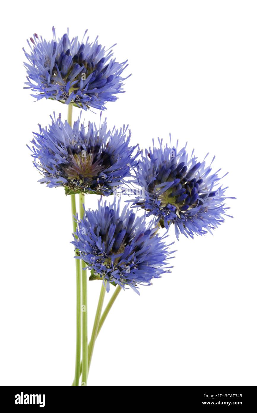 Quatre miniatures du champ bleu barbeaux sur une fine couche de tiges vertes. Isolé sur un plan macro ctudio blanc Banque D'Images