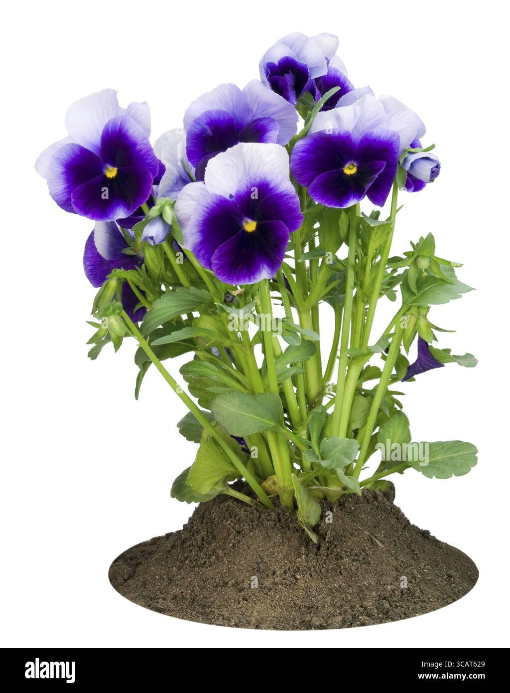 Petit buisson de pansies violettes foncées printanières sur un lit isolé sur blanc Banque D'Images
