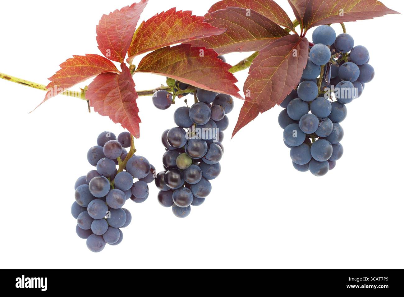 Grappes de raisins rouges sur une vigne et feuilles rouges d'automne. Isolé sur blanc Banque D'Images Grappes de raisins rouges sur une vigne et feuilles rouges d'automne. Isolé sur blanc Banque D'Images