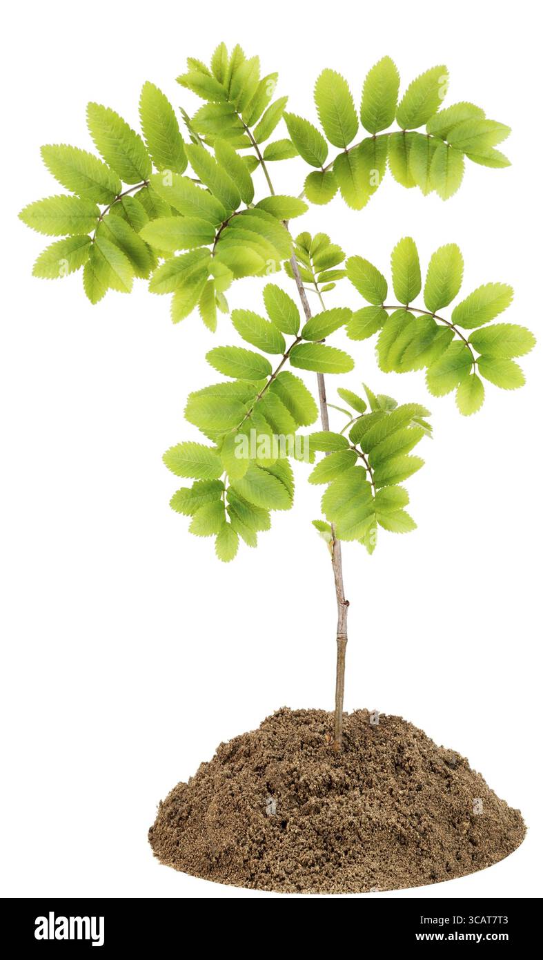 Frêne de montagne rouge (Rowan) - un petit arbre solitaire de printemps sur lit isolé sur blanc Banque D'Images