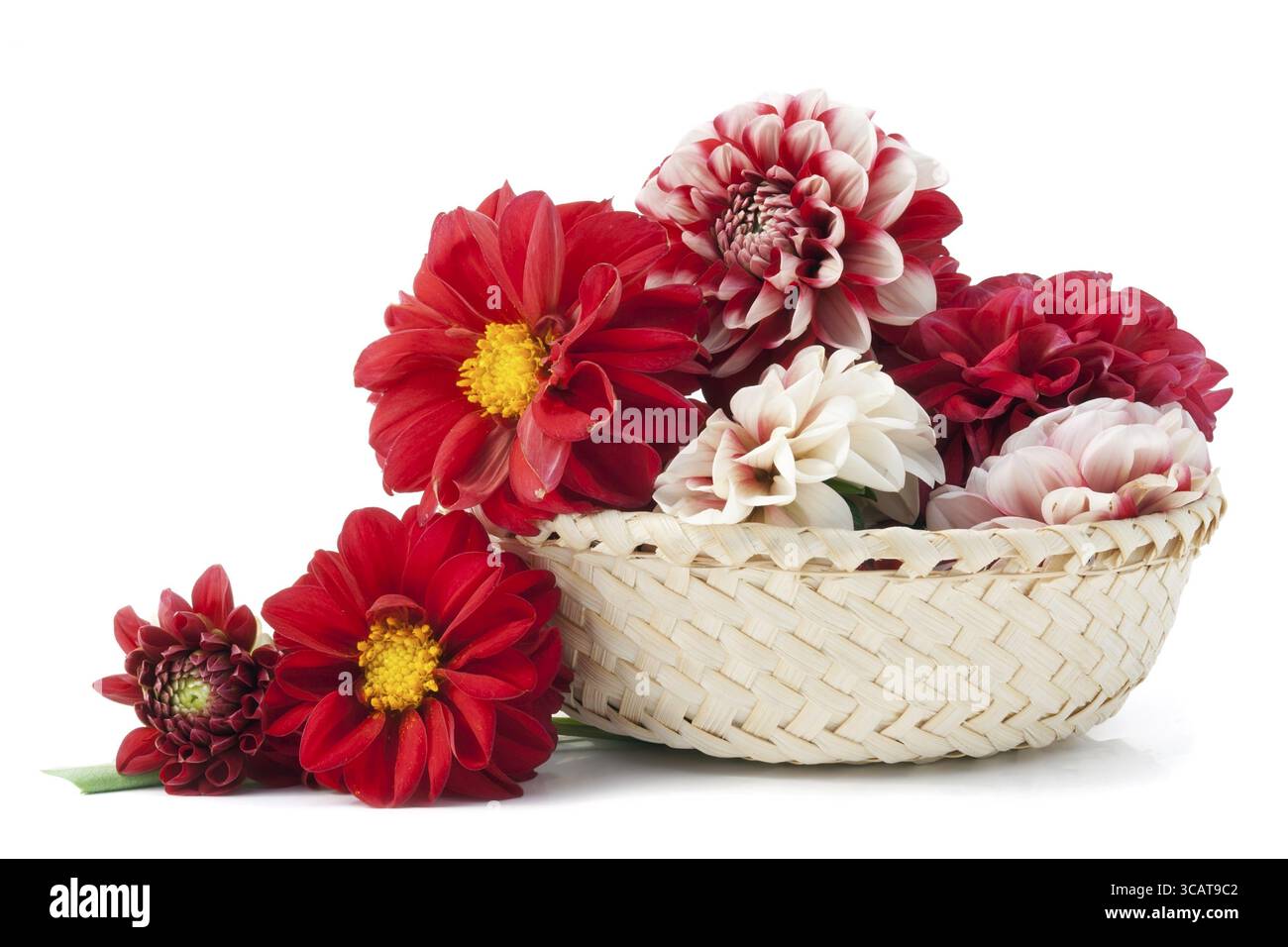 Rouge comme des bourgeons de sang de fleurs de Dahlias mourantes dans le panier Banque D'Images