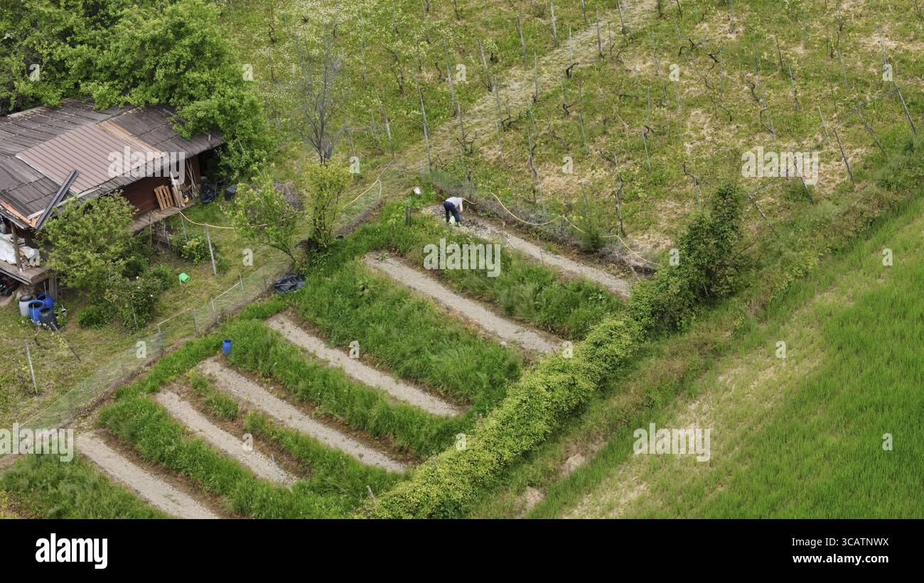 Vue aérienne d'un agriculteur travaillant dans un champ en terrasses près d'une maison rurale, présentant l'agriculture traditionnelle et les pratiques agricoles durables dans un pict Banque D'Images