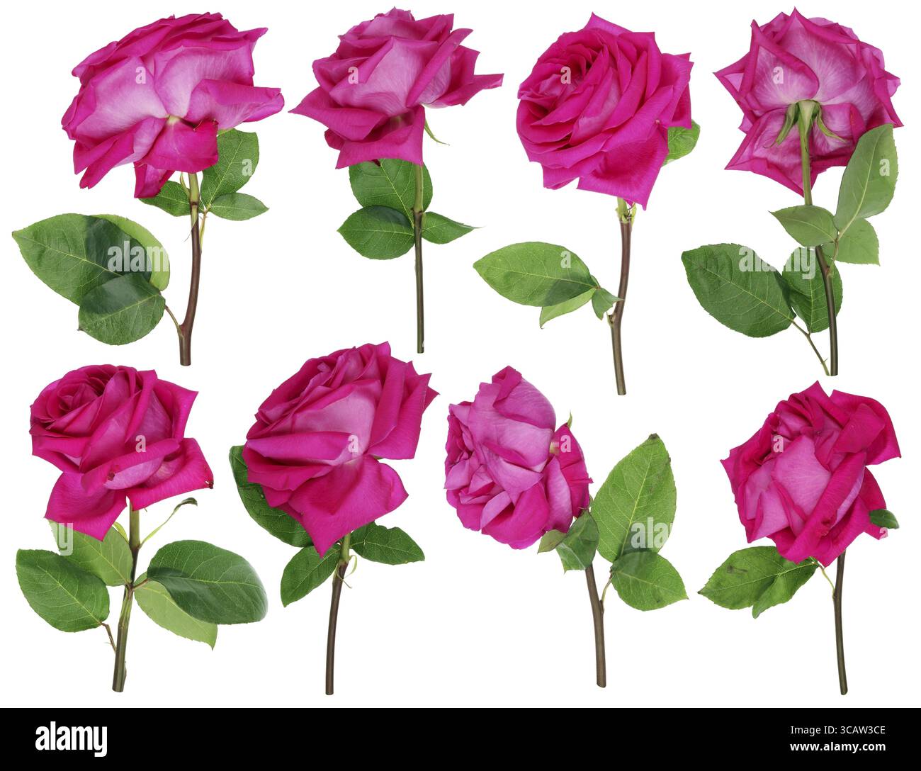 Le tarissement des roses rose mourant d'un bouquet de mariage. Isolé sur blanc ensemble composé de collage Banque D'Images