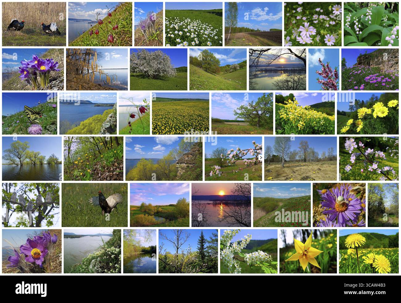 Printemps en Russie collage à partir de paysages naturels Banque D'Images