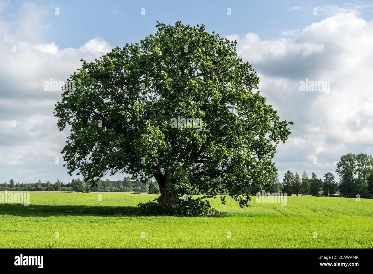 Grand chêne dans une prairie près de Gulbene, Lettonie Banque D'Images