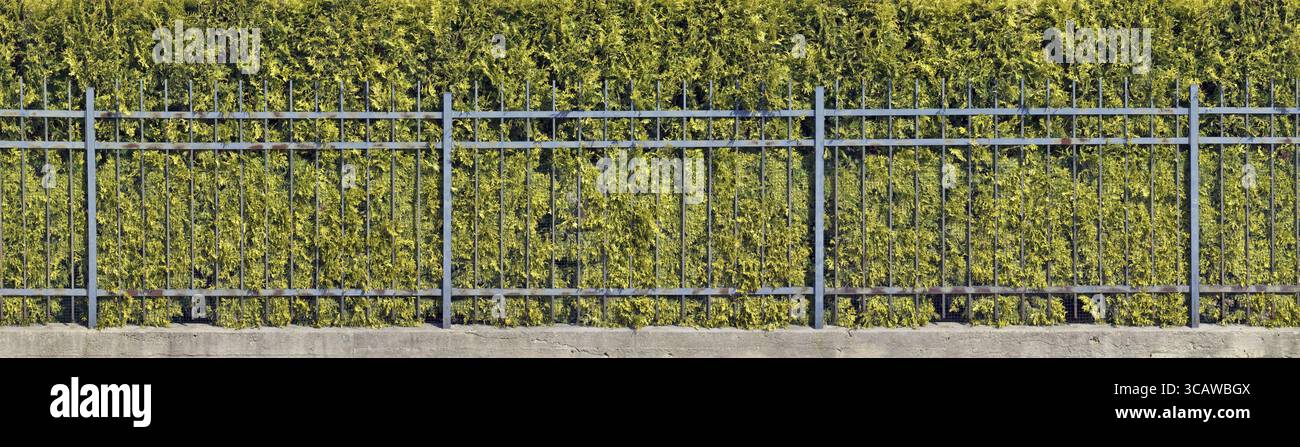 Village en métal production de masse long collage de panorama de clôture grise. Derrière la clôture se développe une haie à feuilles persistantes de l'arbre Thuja Banque D'Images Village en métal production de masse long collage de panorama de clôture grise. Derrière la clôture se développe une haie à feuilles persistantes de l'arbre Thuja Banque D'Images