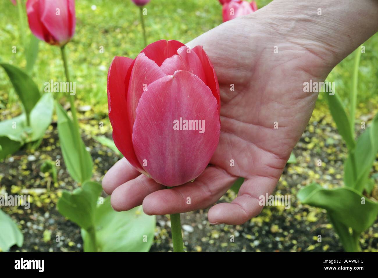 Une femme âgée tient doucement en main une première fleur de tulipe rose printanière sur un parterre de fleurs. Journée ensoleillée en plein air en gros plan Banque D'Images
