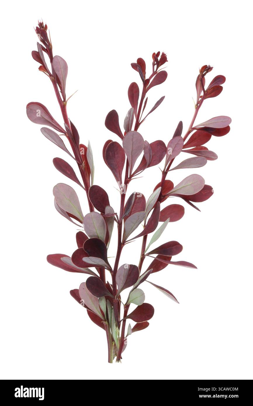 Les fines branches rouges épineuses d'une source peuvent décorer l'épine-vinette de jardin. Isolé sur une photo macro studio blanche Banque D'Images