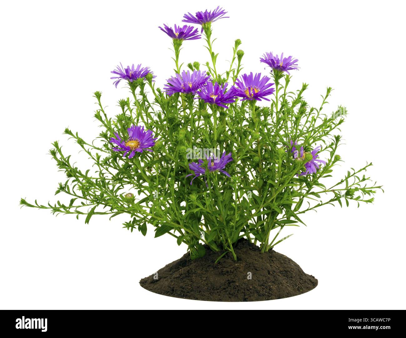 Petit buisson de mini chrysanthèmes violets sur un lit isolé sur blanc Banque D'Images