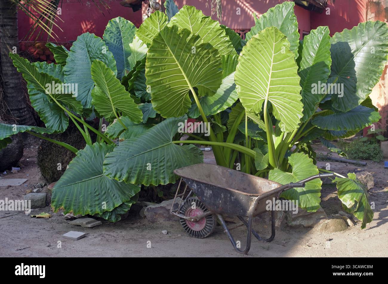 Le paysage de potager africain - une plante comestible Elephant Ears (Taro) et brouette rouillée. Journée chaude et ensoleillée Banque D'Images