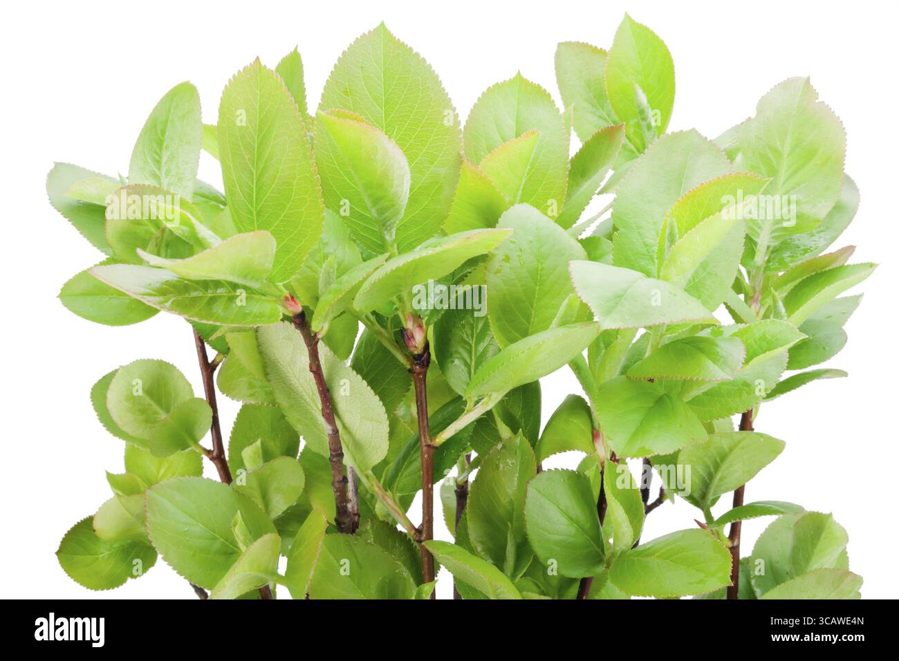 Bush d'un printemps cendre de montagne noire avec des feuilles vertes. Isolé sur blanc Banque D'Images