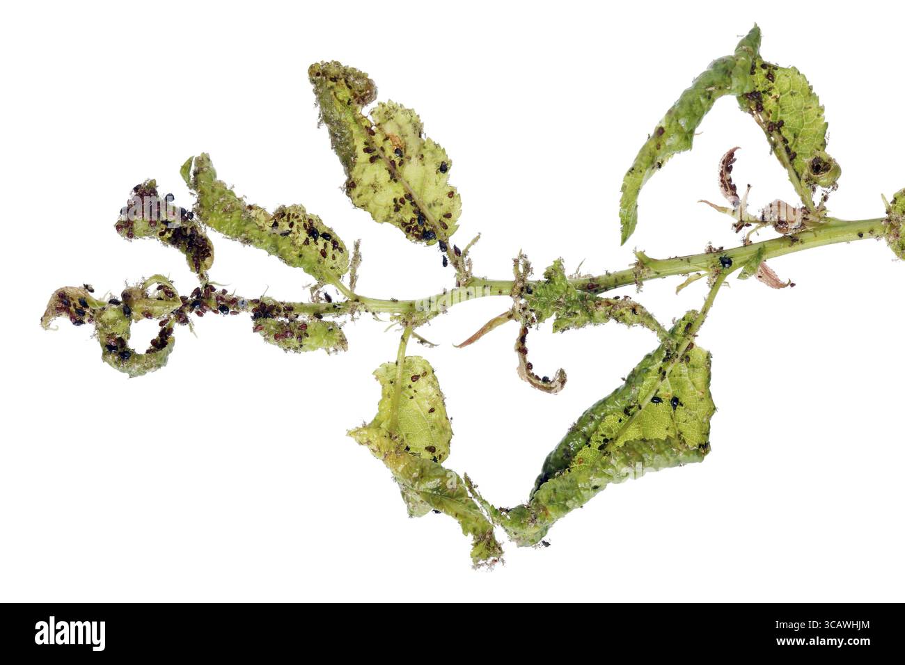 Les pucerons sont des insectes parasites qui suce un jus provenant de plantes. Une branche du prunier mourant est attaqué par des milliers d'assassins. Isolated on white studio du vrai mac Banque D'Images