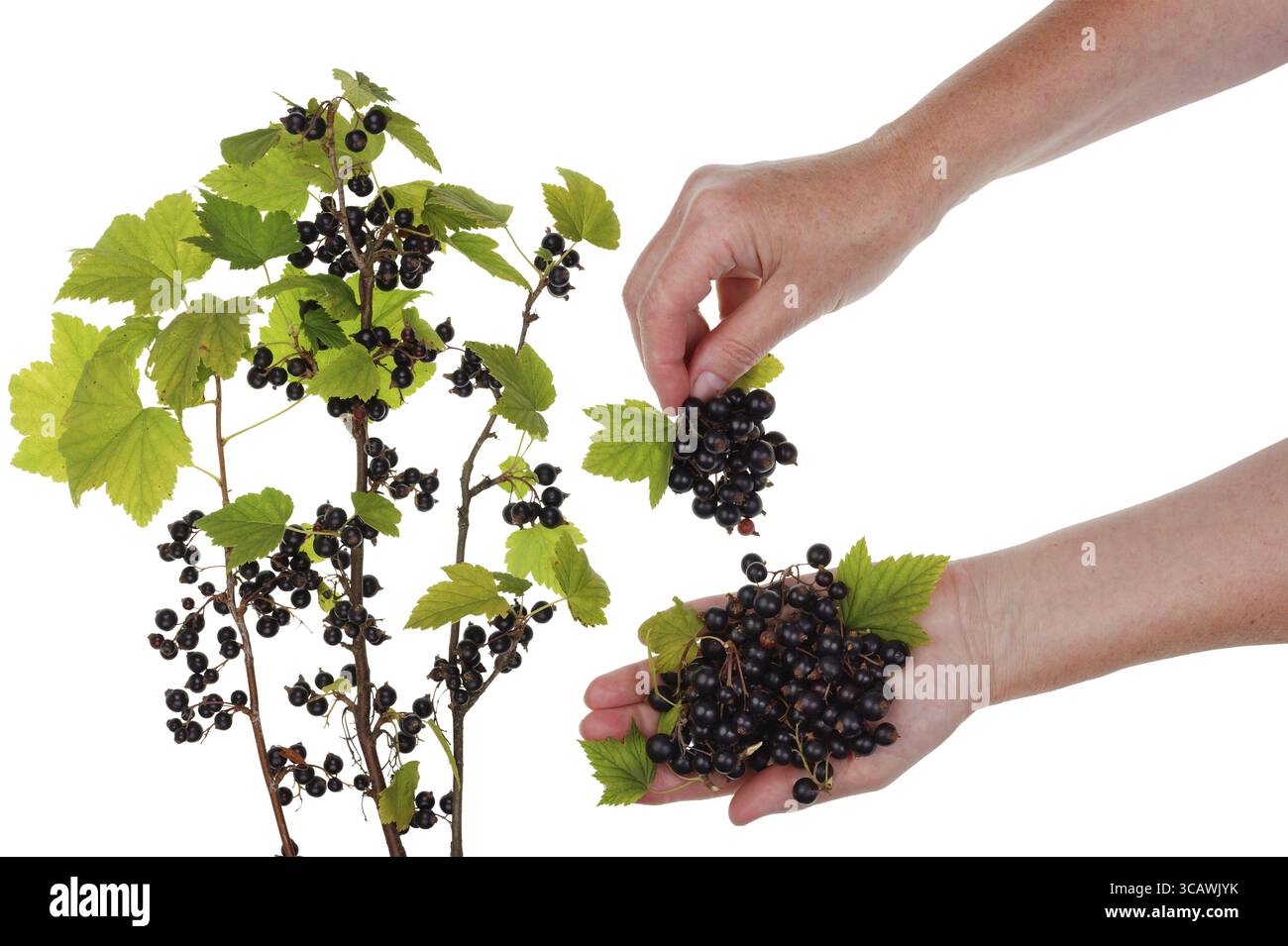 Le travailleur rural récolte une récolte de groseille noire européenne mûre dans un buisson. Concept de collage isolé Banque D'Images