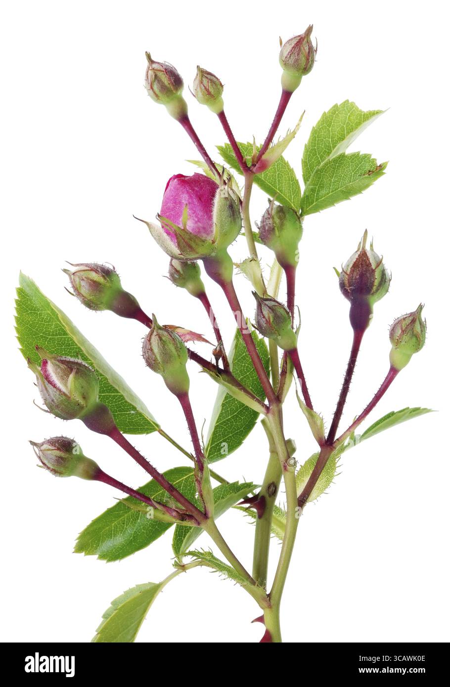 Brindilles de printemps de roses épineuses de jardin avec un petit bourgeons rose. Isolé sur une photo macro studio blanche Banque D'Images
