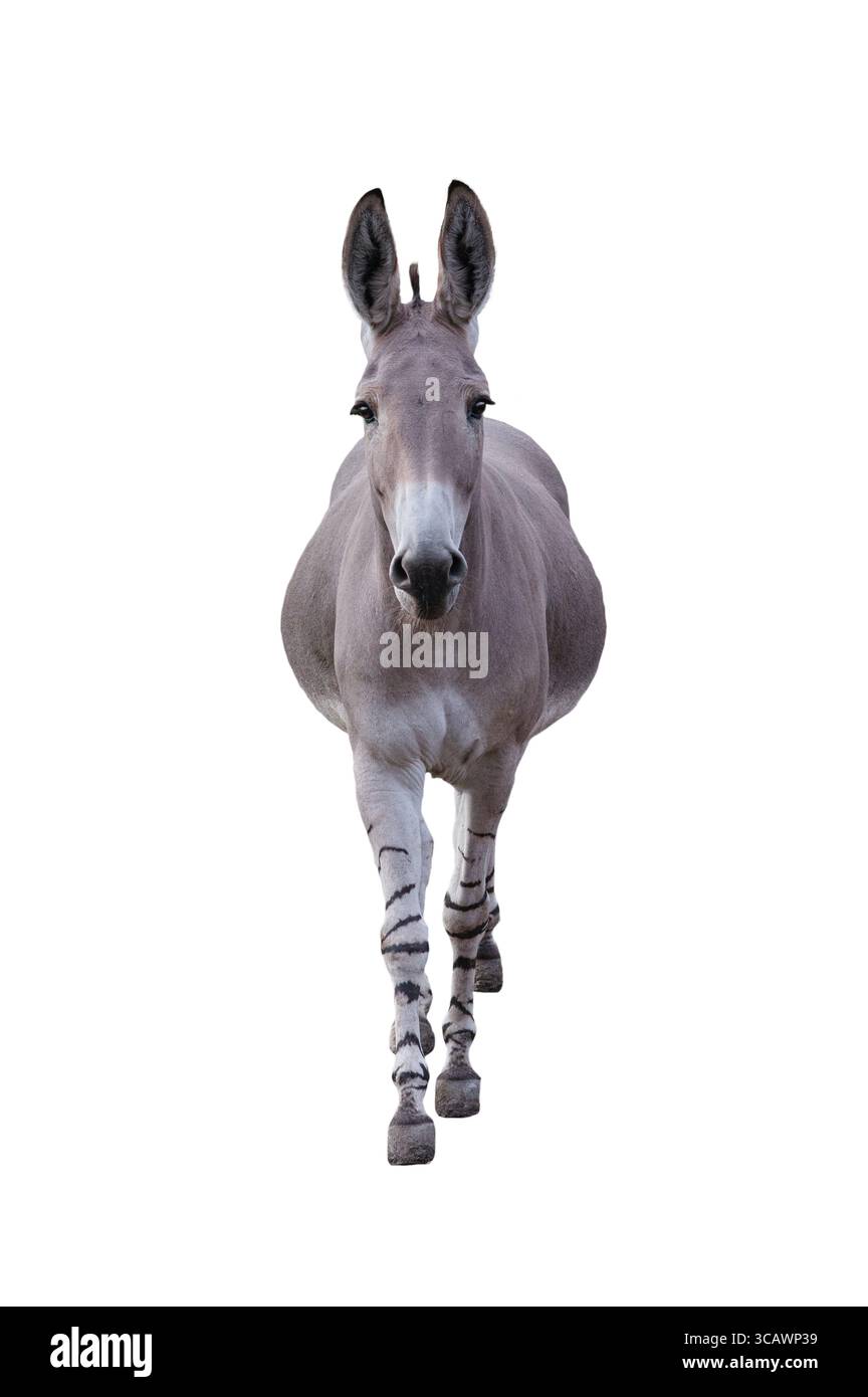 zedonk isolé sur fond blanc Banque D'Images