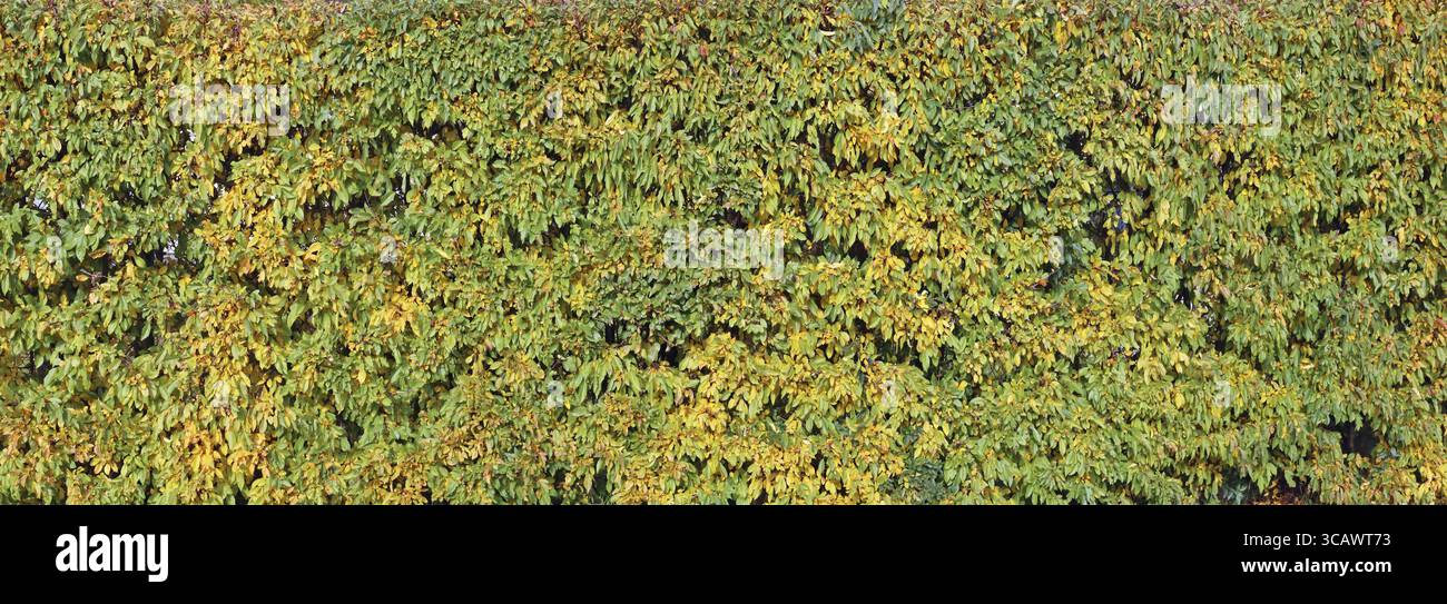 Long fond d'automne avec des feuilles jaunes et vertes de hrdge de jardin décoradive. Collage panoramique à partir de plusieurs photos extérieures Banque D'Images