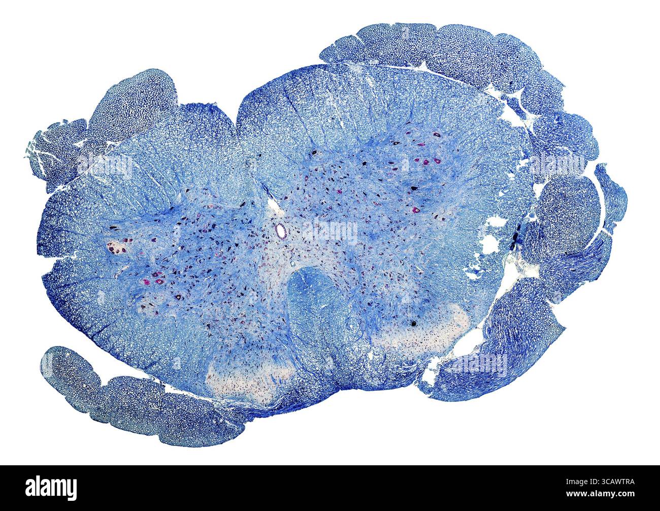Section microscopique colorée en bleu d'une moelle épinière de rat Banque D'Images