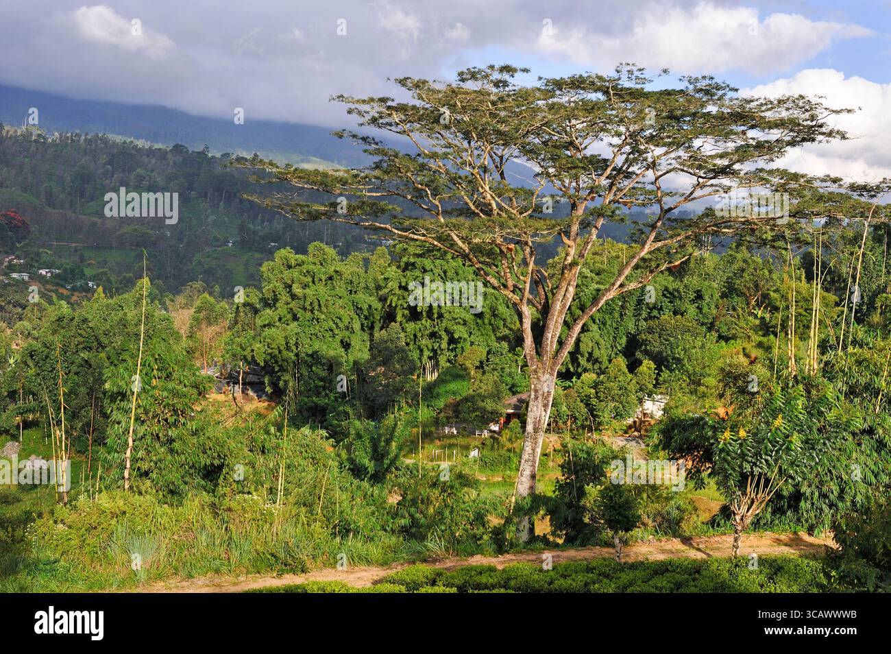 Arbre long dans la plantation de thé autour du lac Castlereagh près de Hatton, Sri Lanka, sous-continent indien, Asie du Sud Banque D'Images