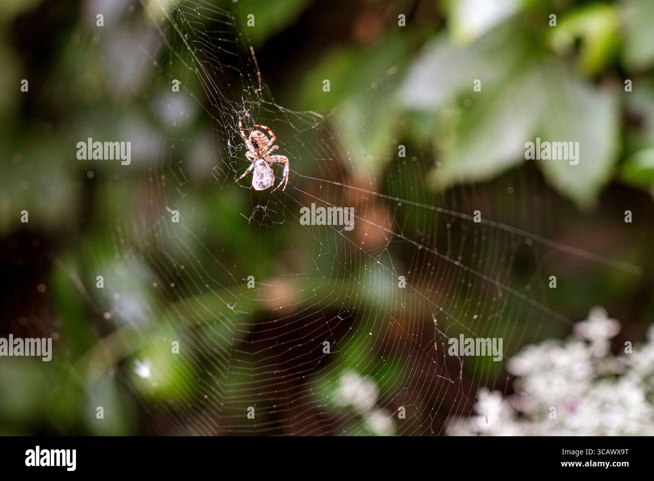 Une araignée de jardin européenne (Araneus diadematus) dans sa toile dans un jardin anglais. Banque D'Images